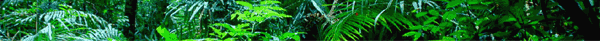 deejay rhumble ina jungle